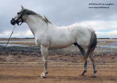 Imperialism by Langfuhr