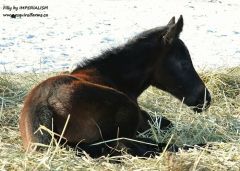 Filly by Imperialism