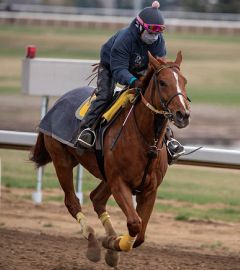 Galloping 2017 Canadian Derby Winner Double Bear 