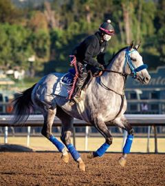 Galloping Pharoah's Heart at Santa Anita 2020