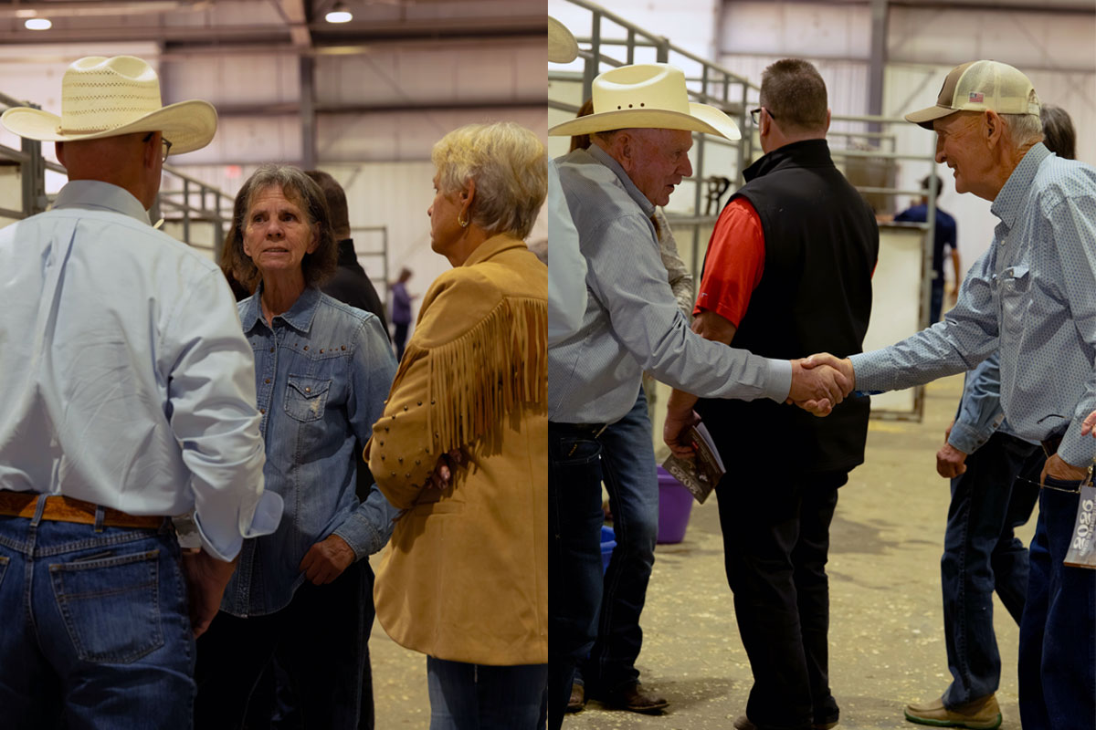 Matiers at yearling sale