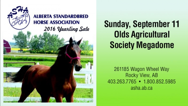 2016 ASHA Yearling Sale