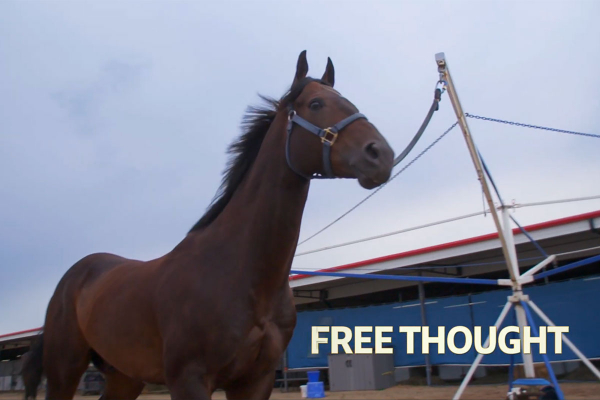 Free Thought in the barns at Century Mile