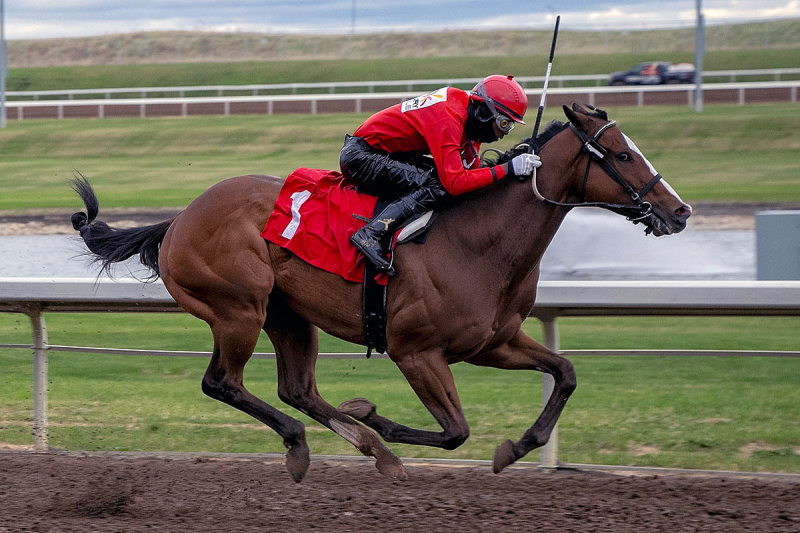 Mob Boss and N'Rico Prescod in the stretch run on May 17th at Century Mile