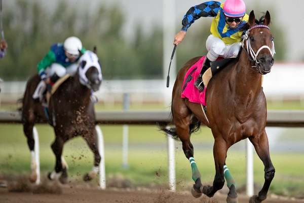 Stone Carver in the stretch run of the Journal Handicap at Century Mile on July 19, 2020.