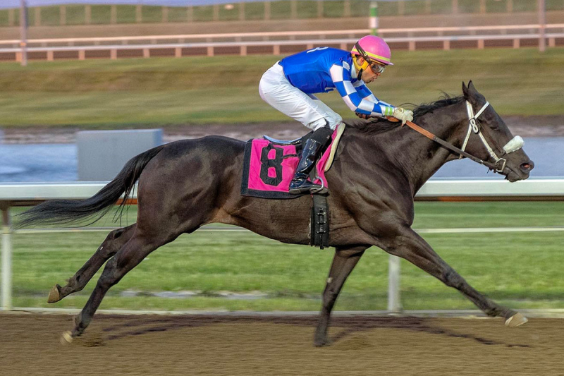 Silent Runner and Rafael Zenteno Jr. winning the Spangled Jimmy at Century Mile 