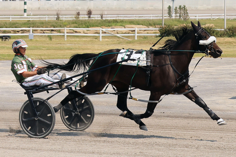 Gray Looks to Sweep Major Stakes With Pup and Boleto A Mexico