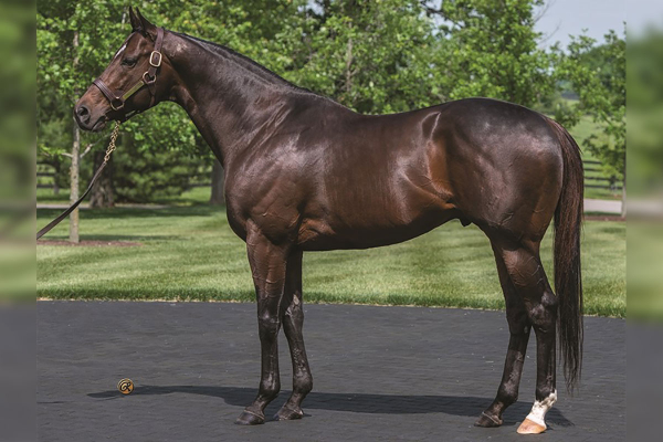 Thoroughbred Stallion, Fed Biz - a son of European Horse of the Year Giant’s Causeway